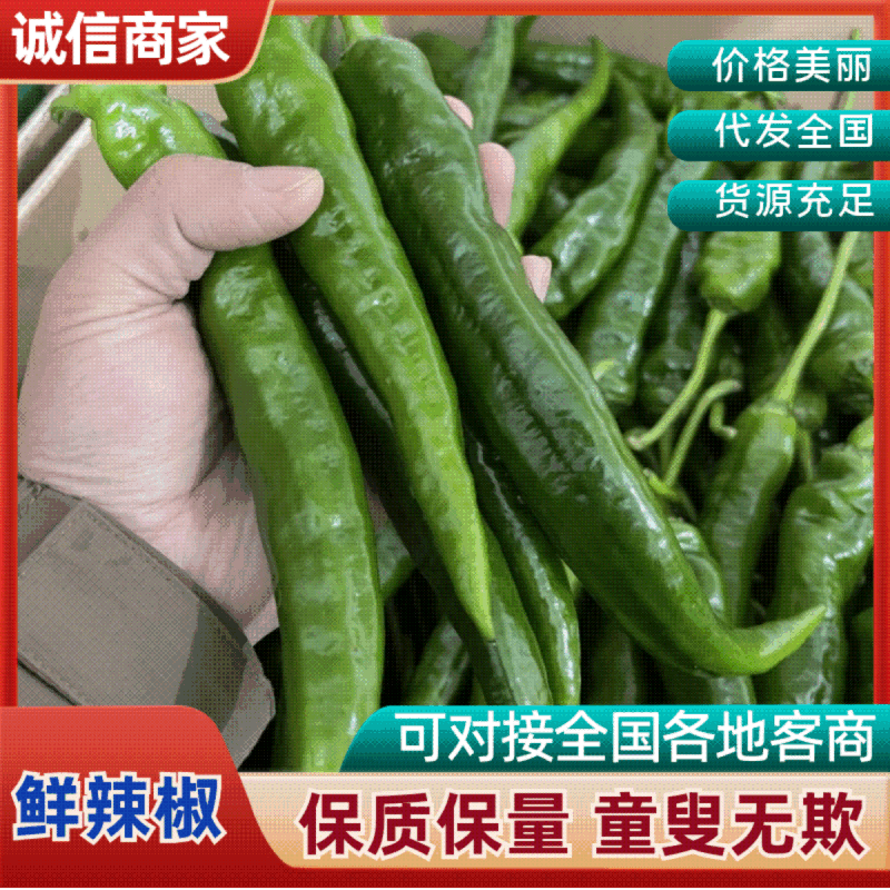 广东早尖辣椒，土辣椒，场地直发，专业代办，欢迎咨询
