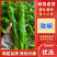 《螺丝椒》广东陇椒，薄皮椒，产地直供，一手货源