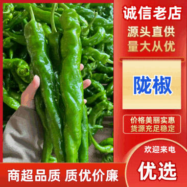《螺丝椒》广东陇椒，薄皮椒，产地直供，一手货源