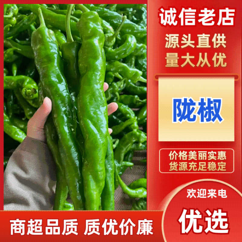 《螺丝椒》广东陇椒，薄皮椒，产地直供，一手货源