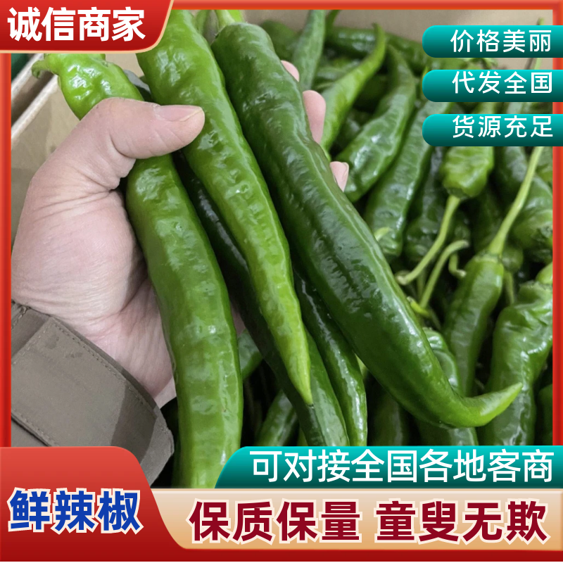 广东早尖辣椒，土辣椒，场地直发，专业代办，欢迎咨询