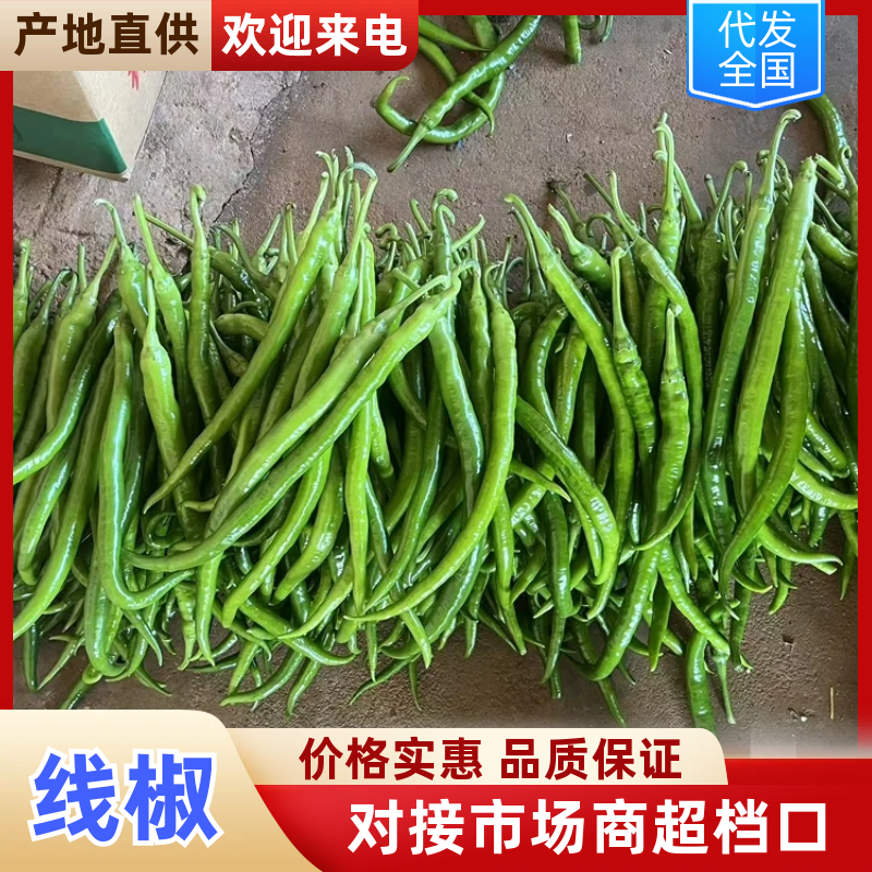 广东线椒，鲜辣椒，产地直发，一手货源，欢迎咨询