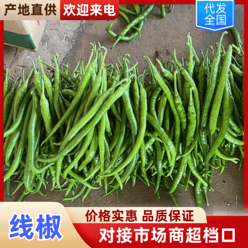 广东线椒，鲜辣椒，产地直发，一手货源，欢迎咨询