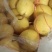 绥中白梨基地一手货源量大价优可视频看货
