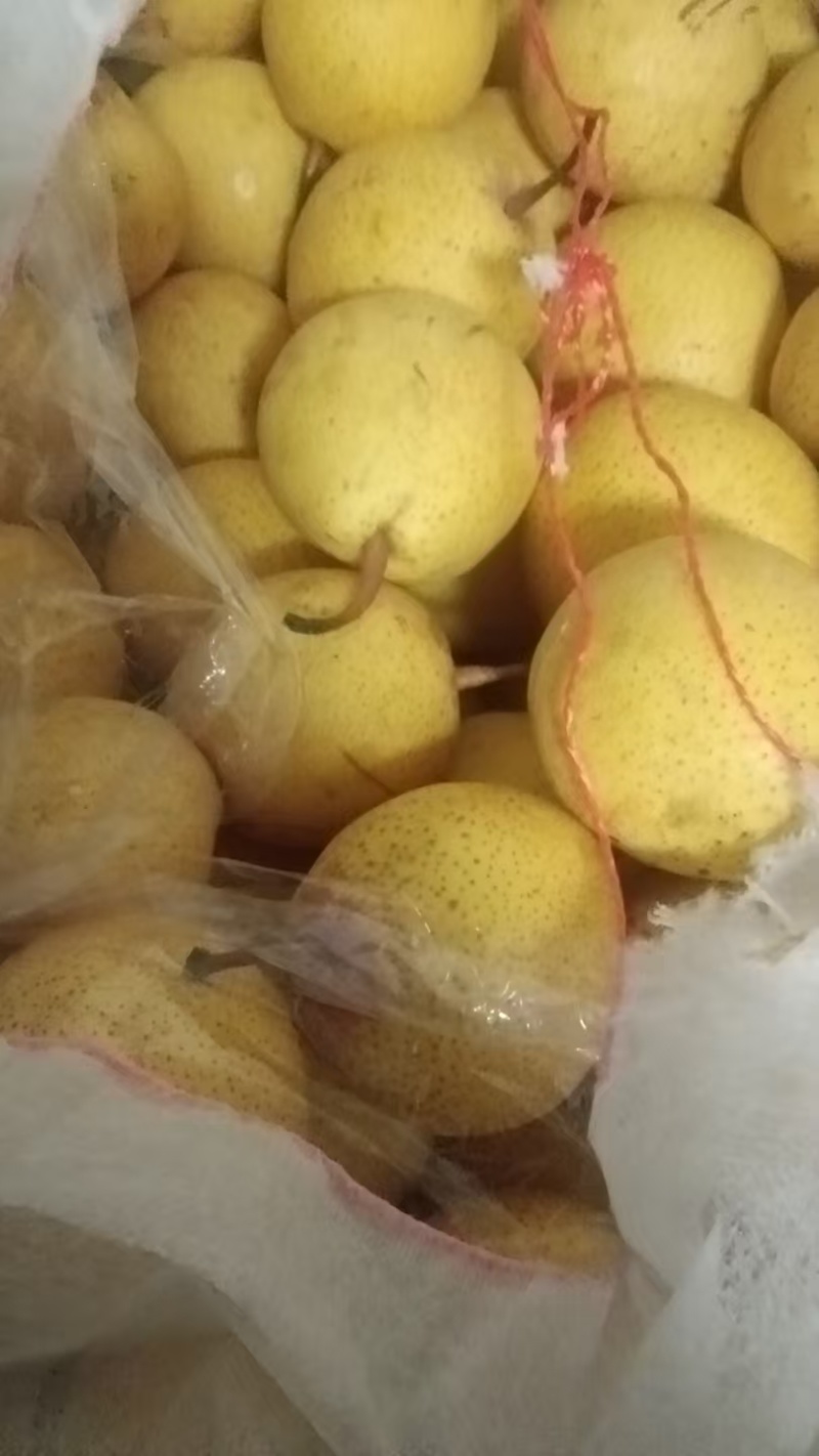 绥中白梨基地一手货源量大价优可视频看货