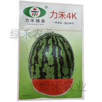 力禾4K西瓜种子春秋种植西瓜种籽肉质较紧实口感脆爽果实椭