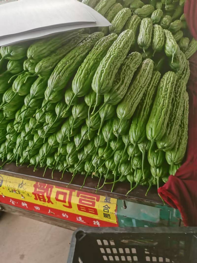 本地精品油绿苦瓜/量大价优/产地直发/诚信经营