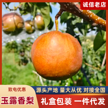 【一件可发】玉露香梨,山西运城产地直发皮薄水分大,甜度高