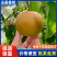 【一件可发】玉露香梨,山西运城产地直发皮薄水分大,甜度高