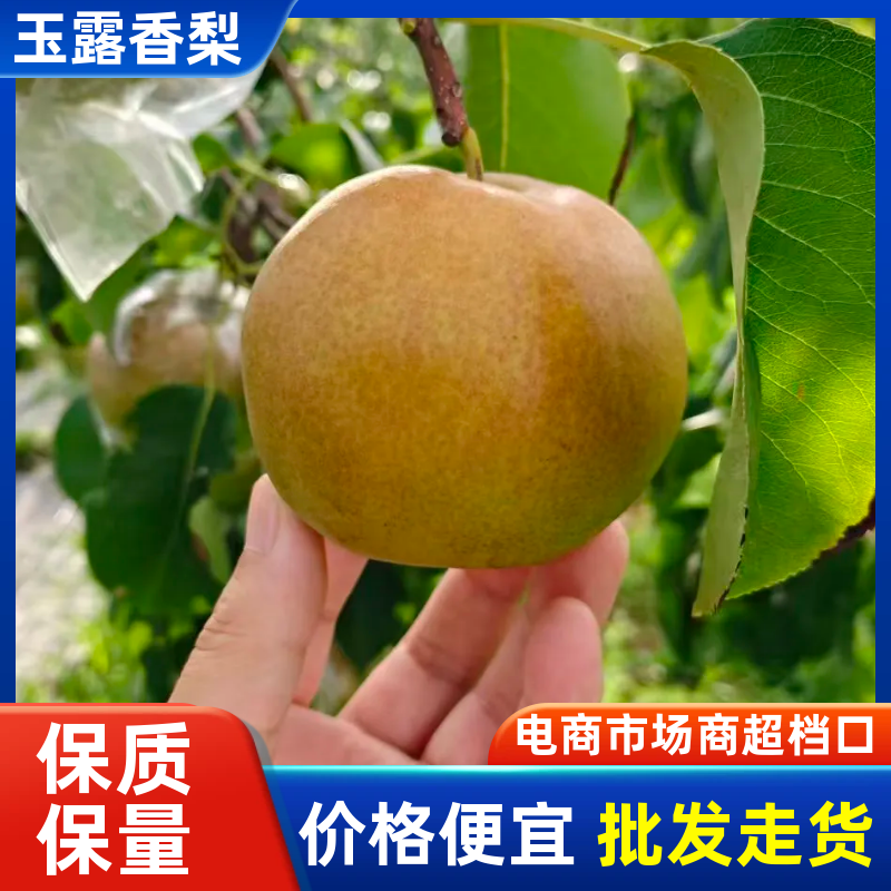 【一件可发】玉露香梨，山西运城产地直发皮薄水分大，甜度高