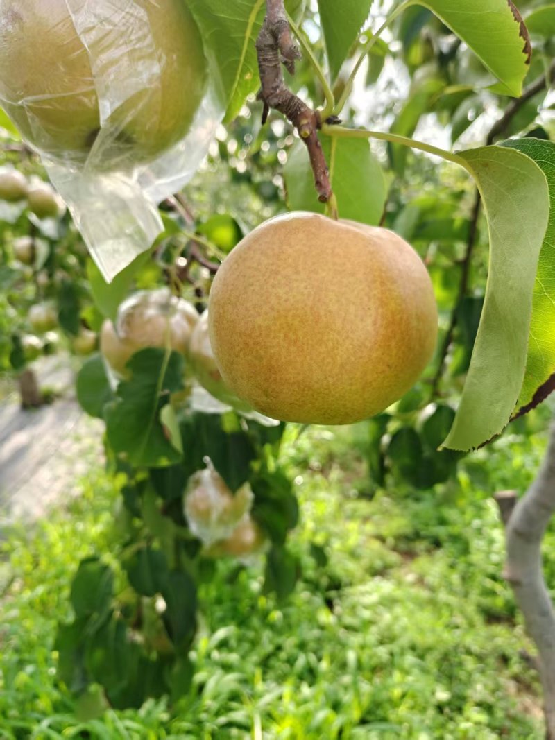 【一件可发】玉露香梨，山西运城产地直发皮薄水分大，甜度高