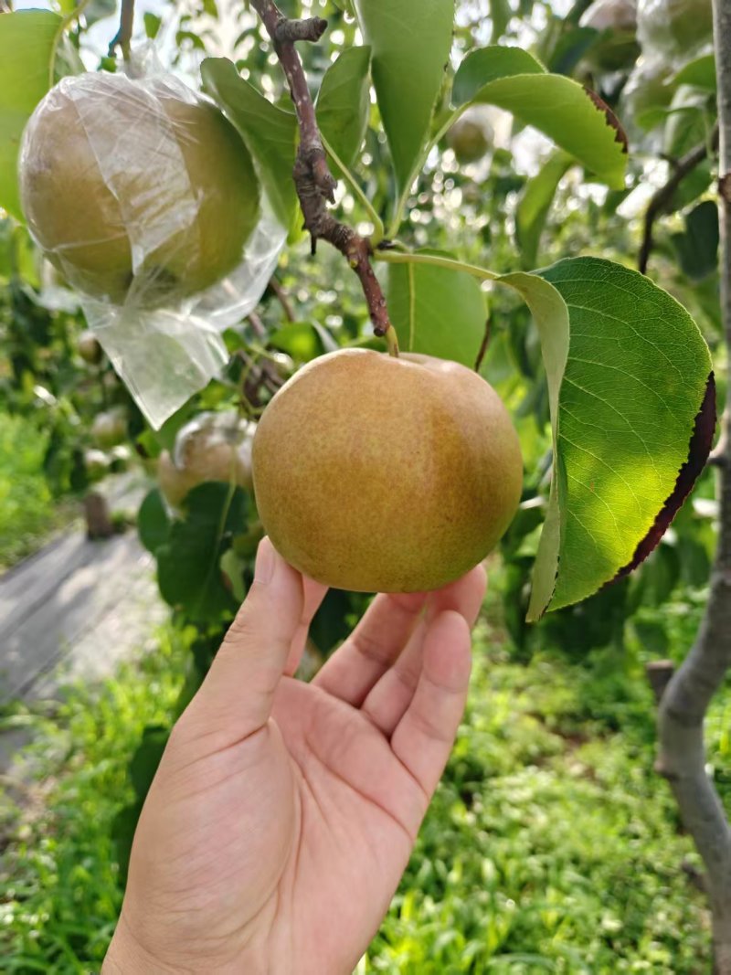 【一件可发】玉露香梨，山西运城产地直发皮薄水分大，甜度高