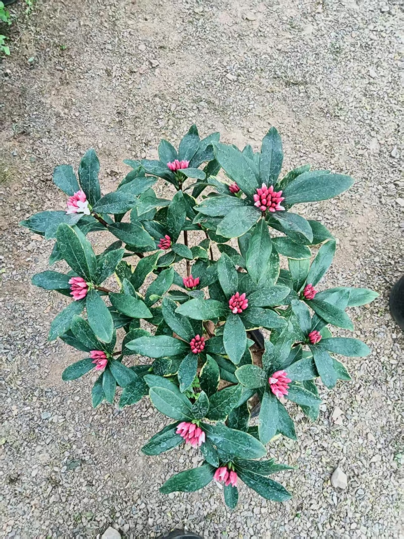 金边瑞香盆景花卉自己的基地直发品质高易成活价格实惠欢迎电联