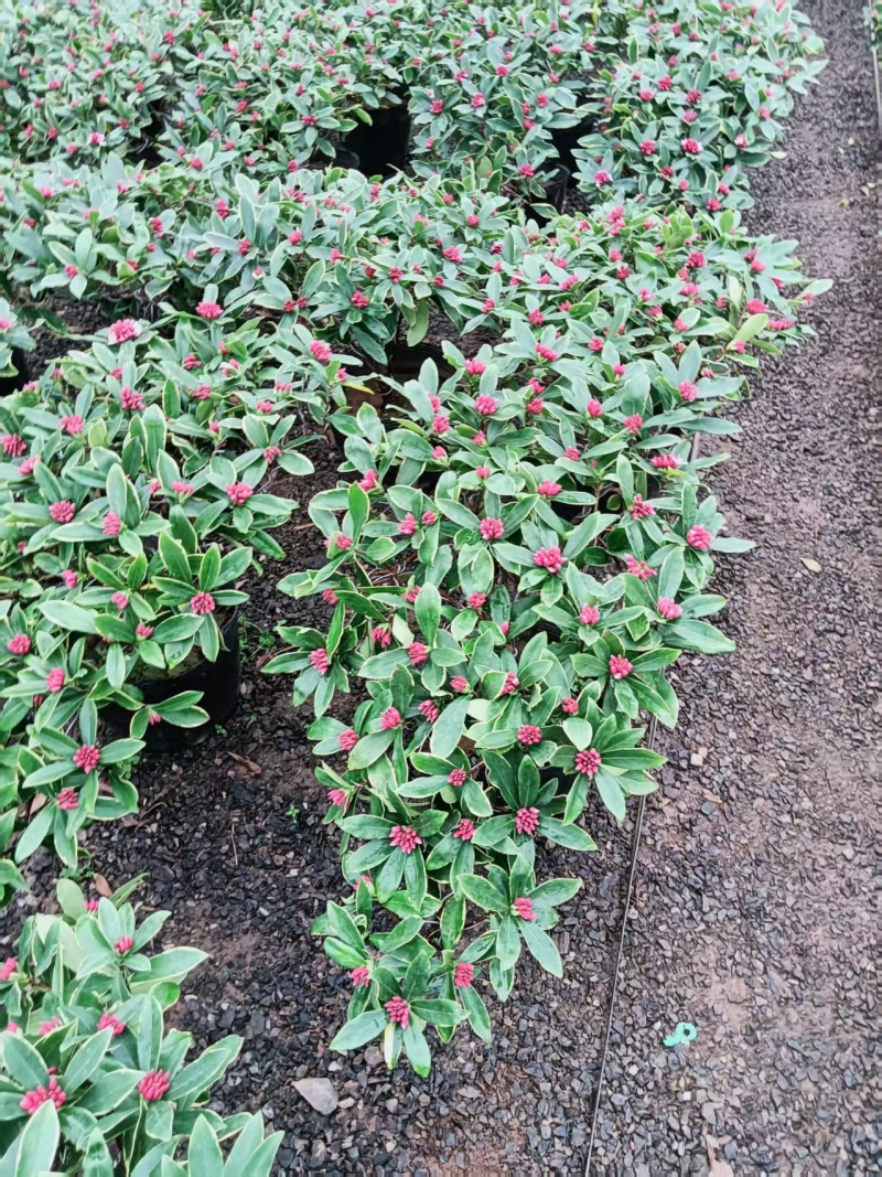 金边瑞香盆景花卉自己的基地直发品质高易成活价格实惠欢迎电联