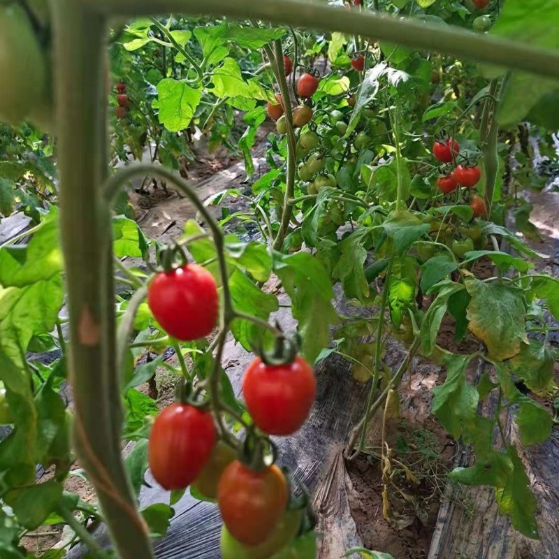 广西千禧圣女果小番茄新鲜蔬菜水果抖音团购批发一件代发