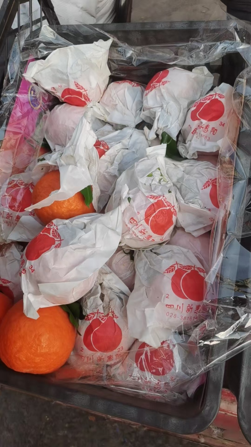 河北精品丑橘/柑桔量大价优/一手货源/产地直发/诚信经营