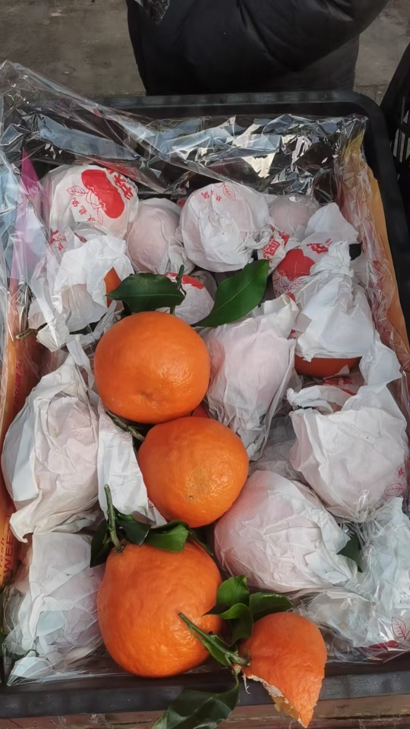 河北精品丑橘/柑桔量大价优/一手货源/产地直发/诚信经营