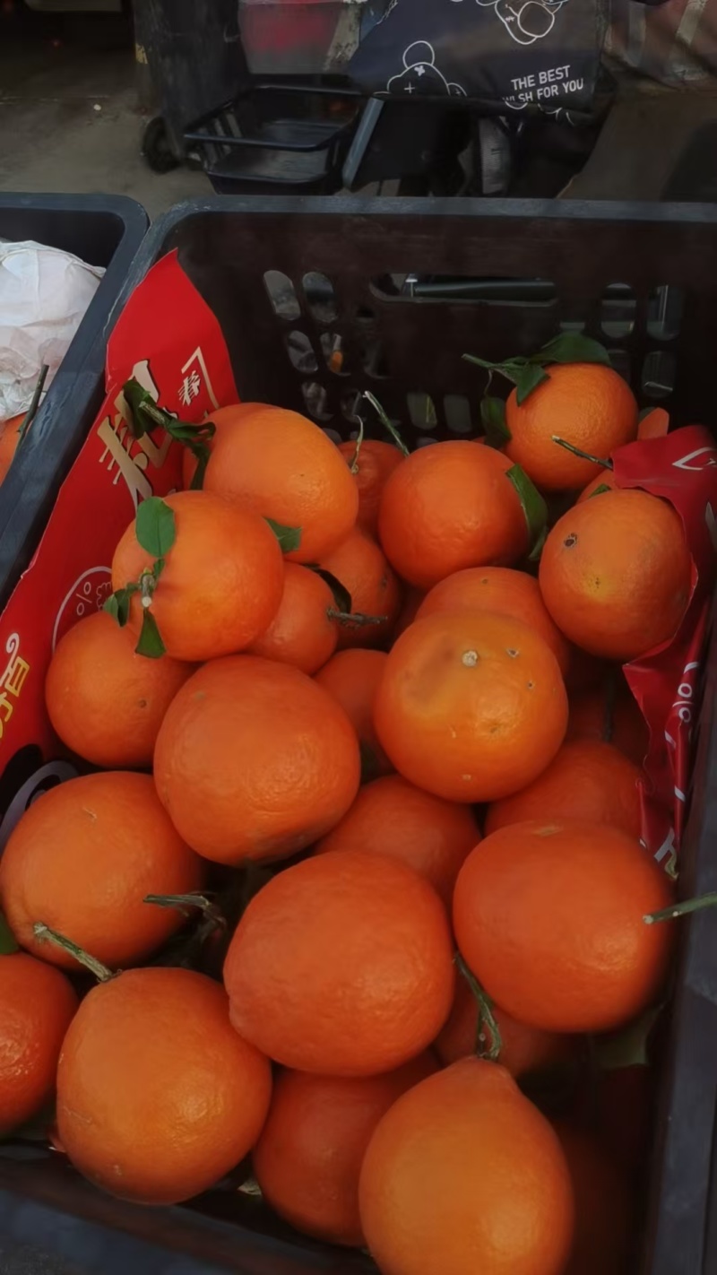 河北精品丑橘/柑桔量大价优/一手货源/产地直发/诚信经营