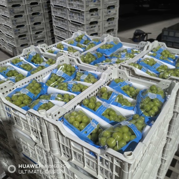 热卖推荐精品阳光玫瑰基地一手货源全国发货可视频