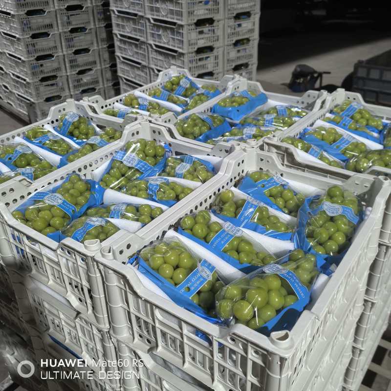 热卖推荐精品阳光玫瑰基地一手货源全国发货可视频