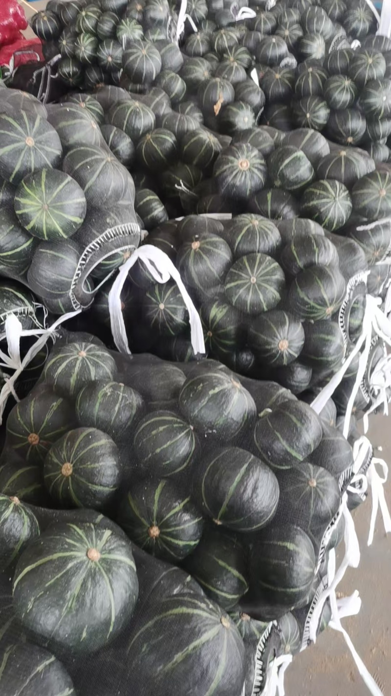河北精品贝贝南瓜🎃/量大价优/一手货源/产地直发/诚信经营