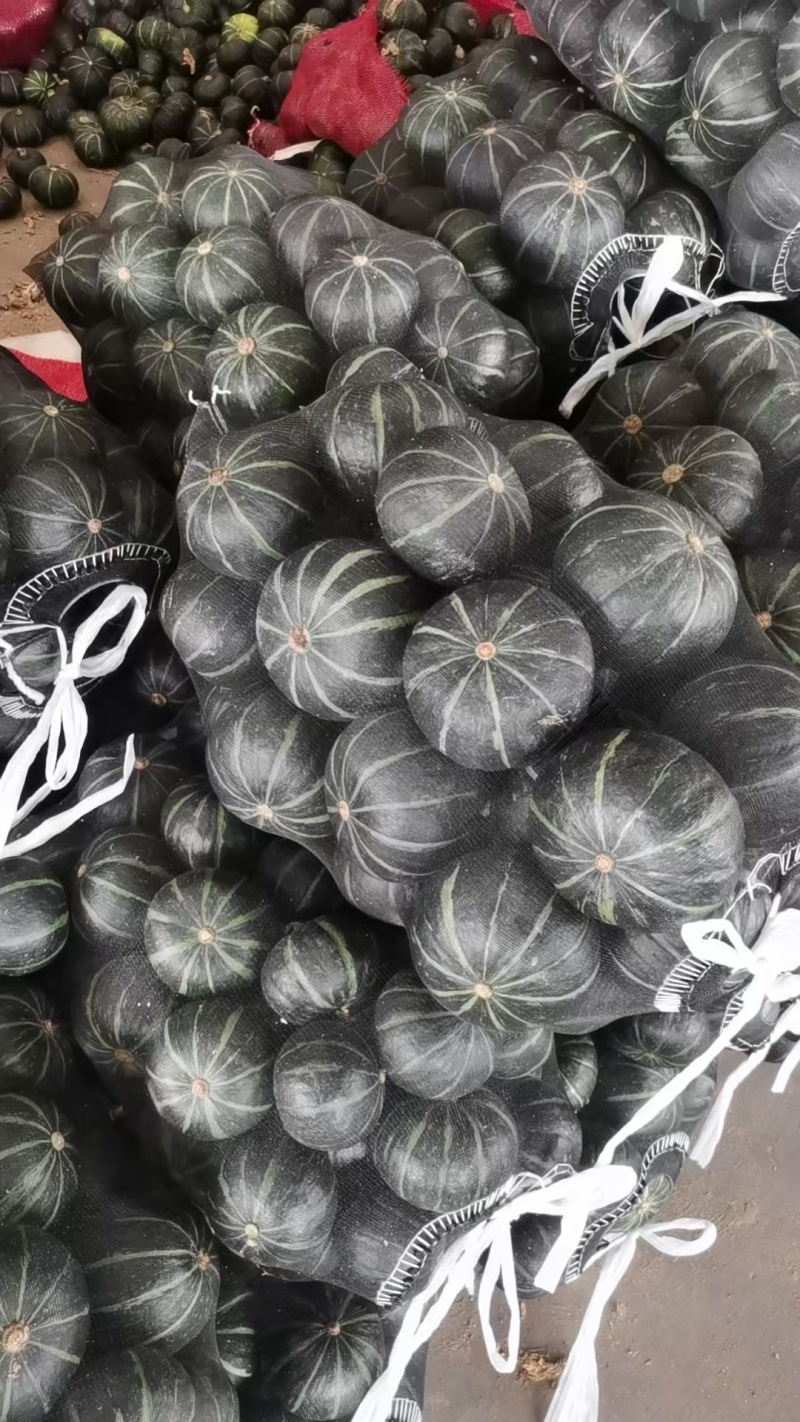 河北精品贝贝南瓜🎃/量大价优/一手货源/产地直发/诚信经营
