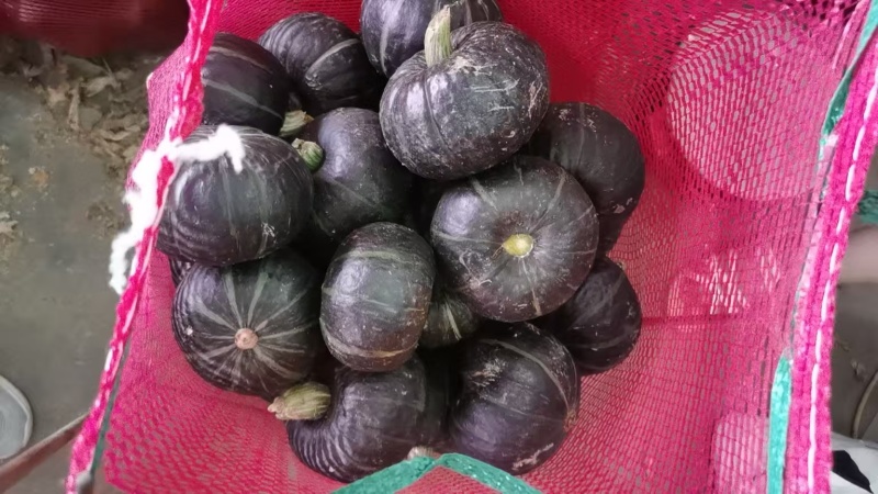 河北精品贝贝南瓜🎃/量大价优/一手货源/产地直发/诚信经营