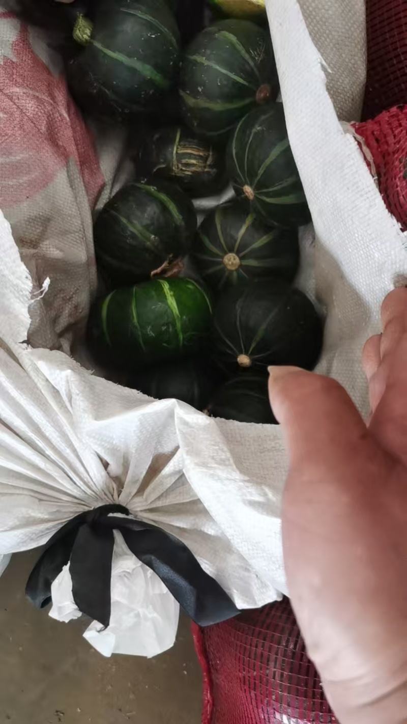 河北精品贝贝南瓜🎃/量大价优/一手货源/产地直发/诚信经营