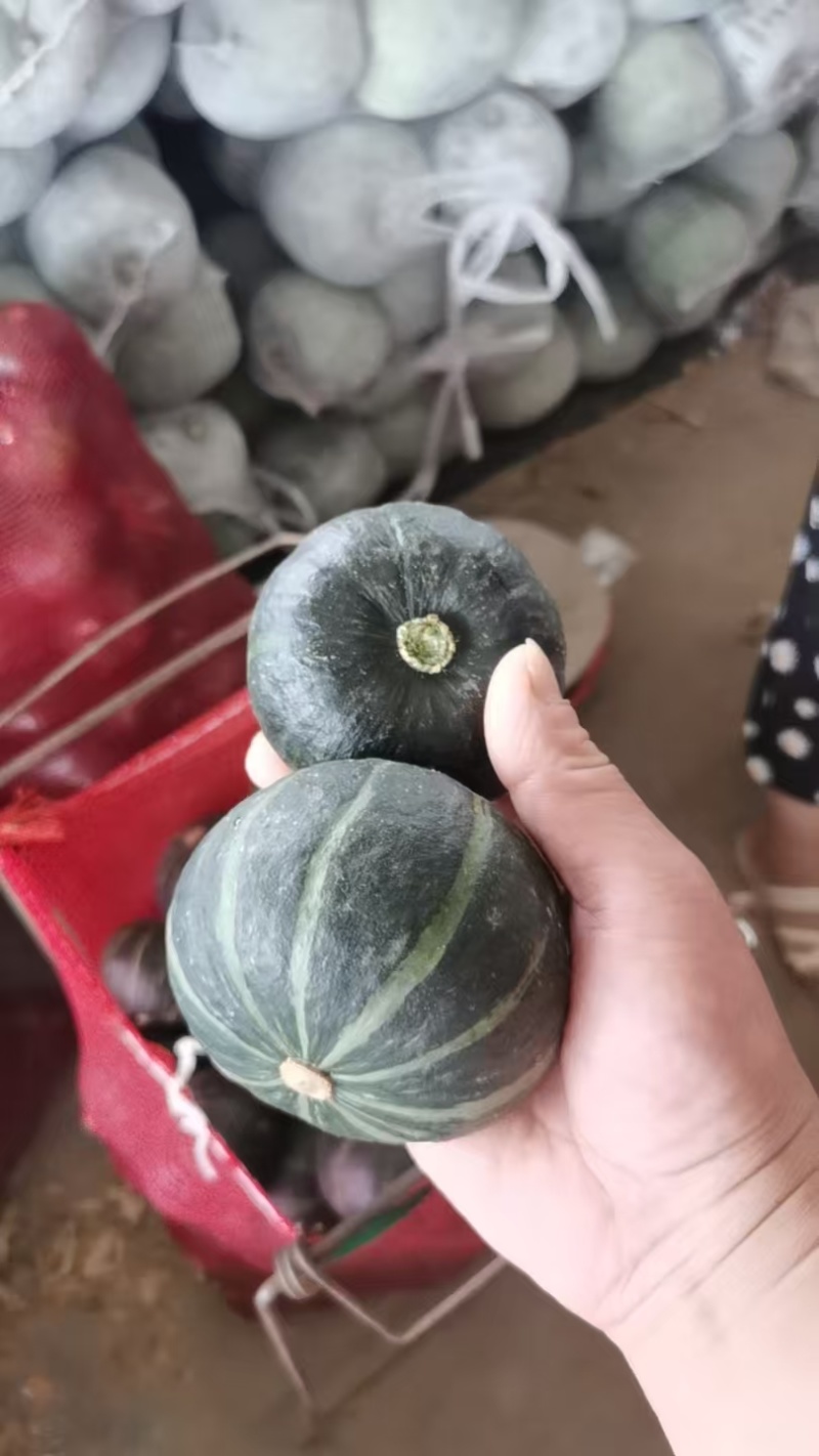 河北精品贝贝南瓜🎃/量大价优/一手货源/产地直发/诚信经营
