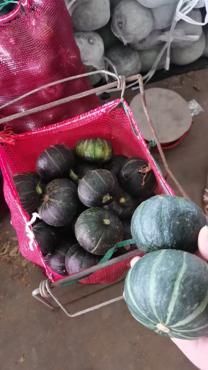 河北精品贝贝南瓜🎃/量大价优/一手货源/产地直发/诚信经营