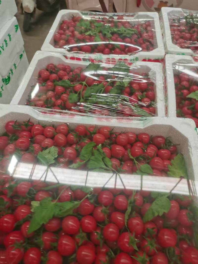 河北精品小西红柿/圣女果/量大价优/产地直发/诚信经营