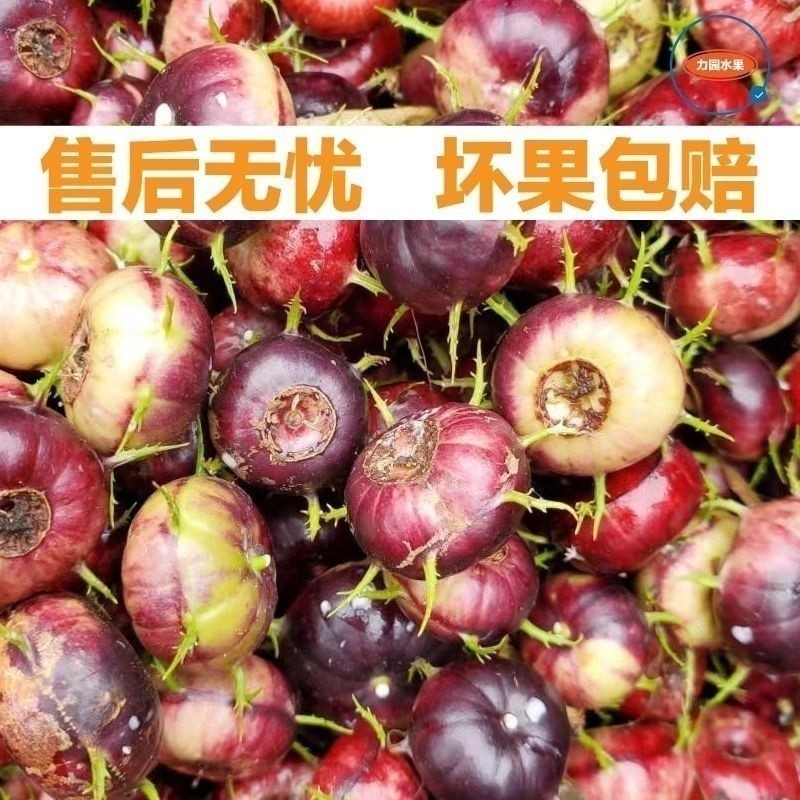 正宗云南红果参新鲜当季水果蜘蛛果抖音团购批发一件代发