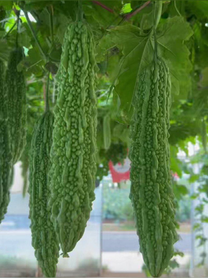 晶玉10号绿苦瓜种子中早熟珍珠瘤瓜皮翠绿色连续座果多