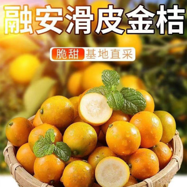 【广西融安金桔滑皮金桔脆皮金桔】现摘现发5斤新鲜水果一件