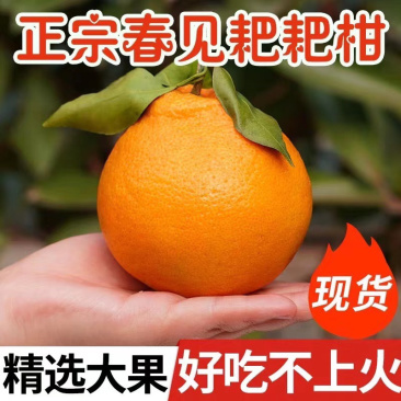 【四川春见耙耙柑】现摘现发非青见非爱媛果冻橙8斤新鲜水果