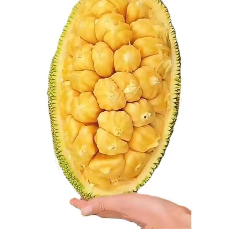海南三亚黄肉菠萝蜜当季热带新鲜水果抖音团购批发一件代发