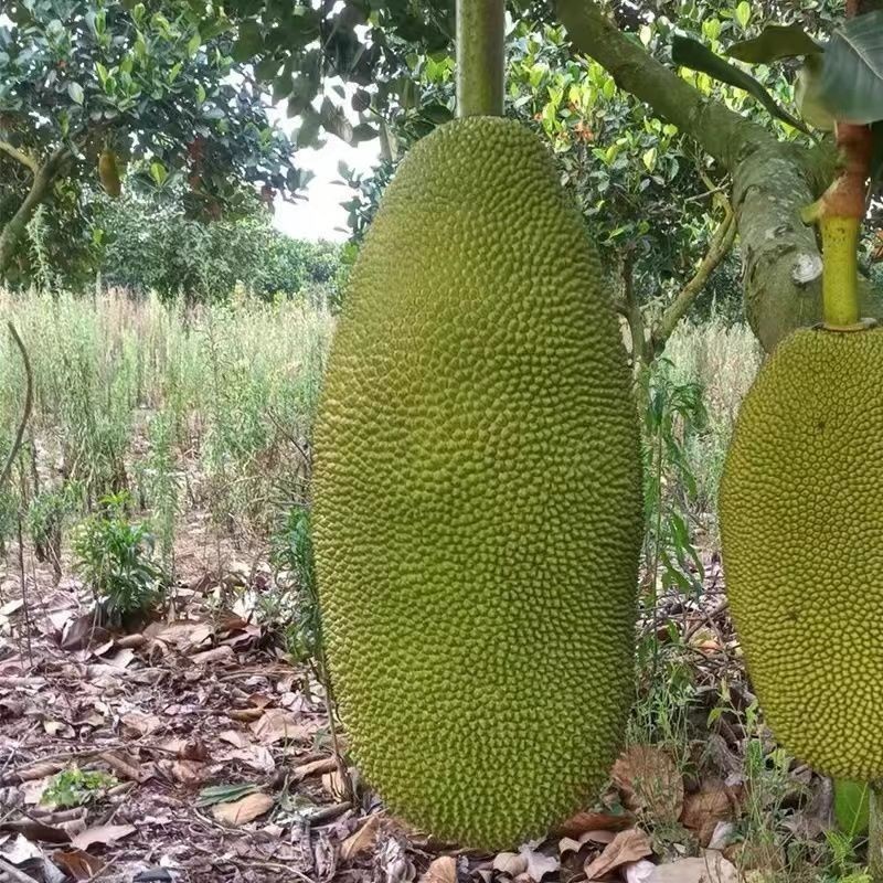 海南三亚黄肉菠萝蜜当季热带新鲜水果抖音团购批发一件代发