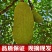海南三亚黄肉菠萝蜜当季热带新鲜水果抖音团购批发一件代发