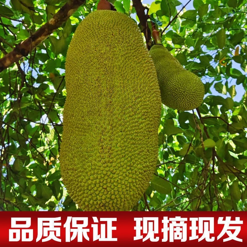 海南三亚黄肉菠萝蜜当季热带新鲜水果抖音团购批发一件代发