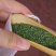 2025新花四年三七花米三七花茶翠珠茶田七花三七花