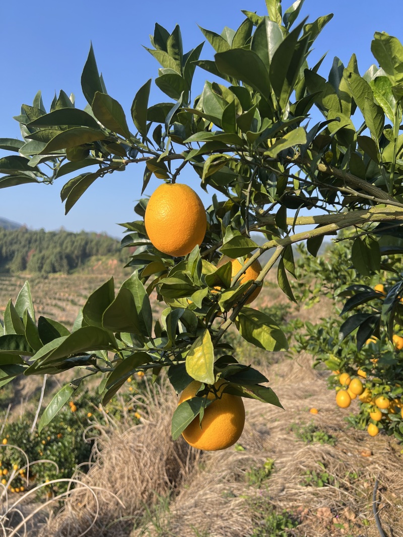 【推荐】精品赣南脐橙/种植基地现摘现发/协助装车发往全国