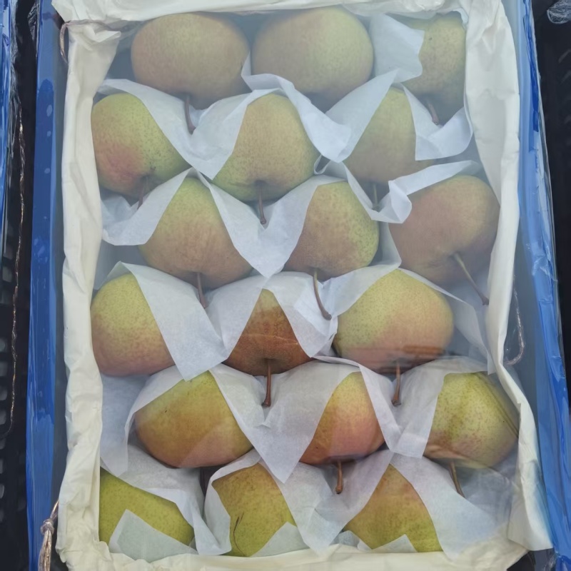 苹果梨产地一手货源，大量供应，规格齐全，可视频看货发全国