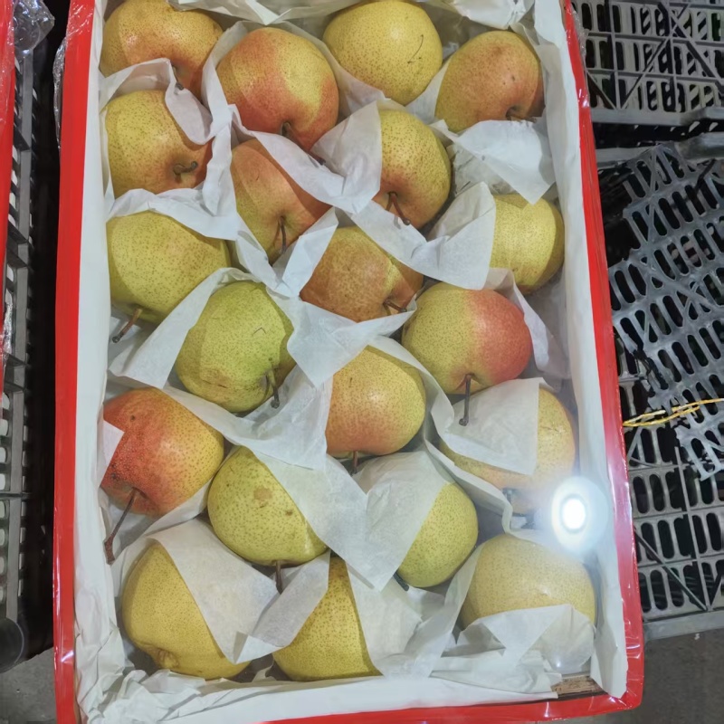 苹果梨产地一手货源，大量供应，规格齐全，可视频看货发全国