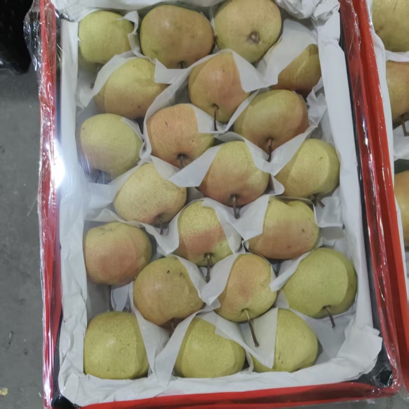 苹果梨产地一手货源，大量供应，规格齐全，可视频看货发全国