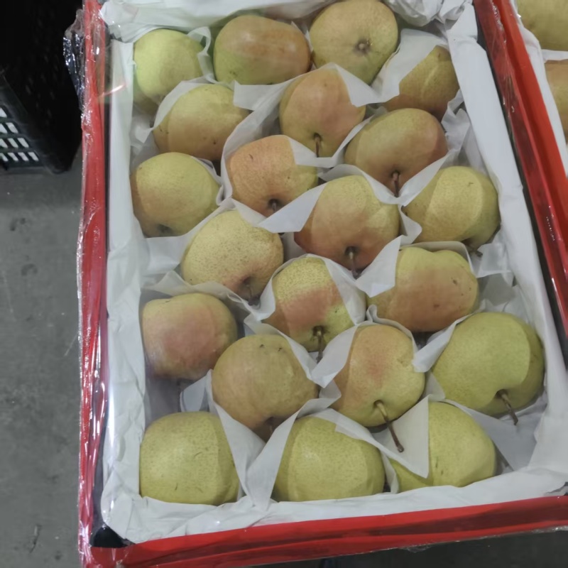苹果梨产地一手货源，大量供应，规格齐全，可视频看货发全国