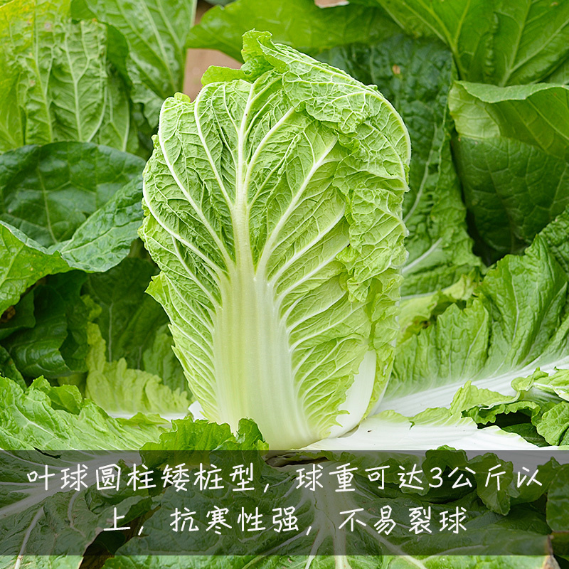 吉锦春大白菜种子10g早熟耐低温耐抽薹春白菜种子高产