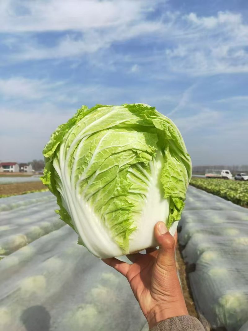 精品黄心白菜规格齐全进店咨询价格量大从优