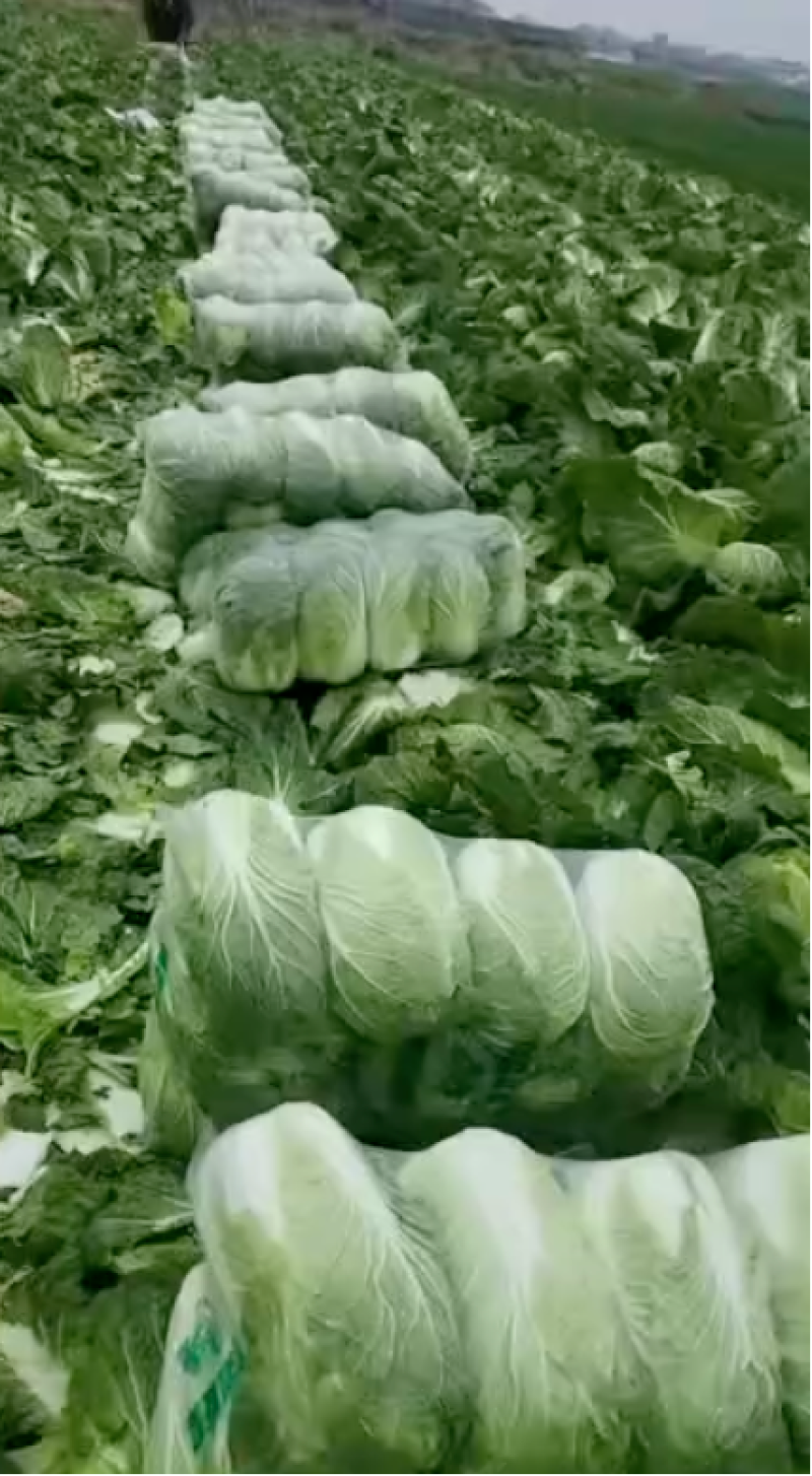 精品黄心白菜规格齐全进店咨询价格量大从优