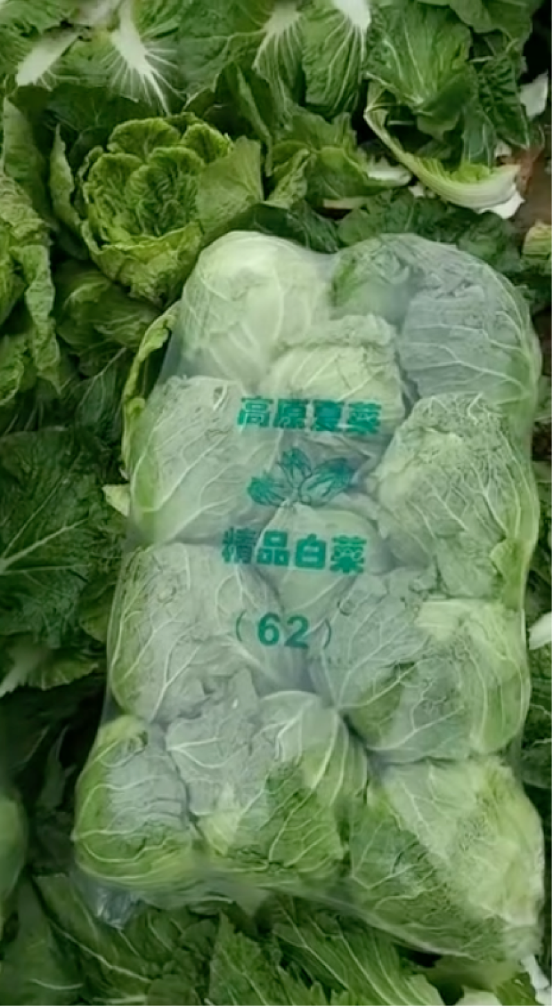 优选基地严选黄心白菜质量保证价格合理全国走货