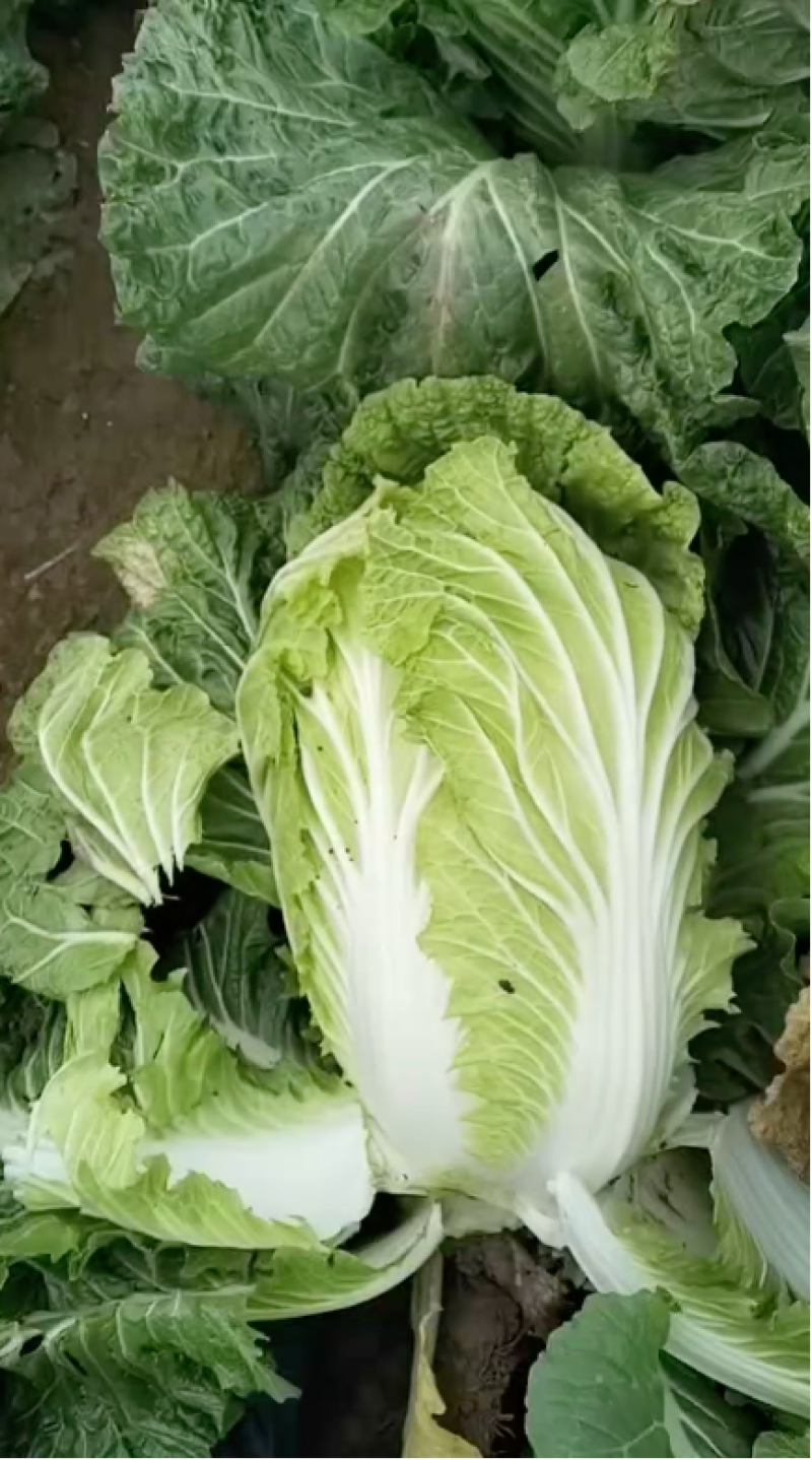 优选基地严选黄心白菜质量保证价格合理全国走货